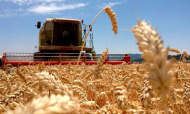 Con el aumento del trigo se fortalece el ingreso de divisas al país