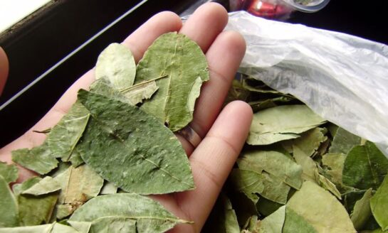 Un camión transportaba más de 200 kilos de hojas de coca